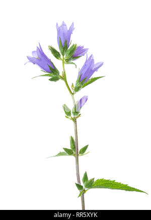 Bellflower isolé sur fond blanc. Banque D'Images