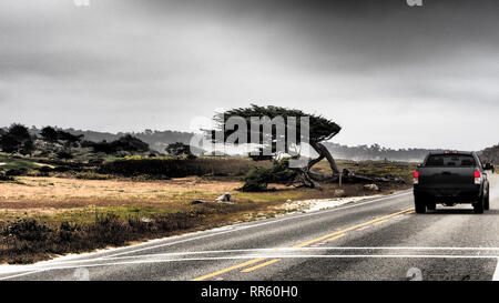 Beaucoup de beaux cyprès le long de la ''17 MILES DRIVE'' dans la région de Pebble Beach Banque D'Images