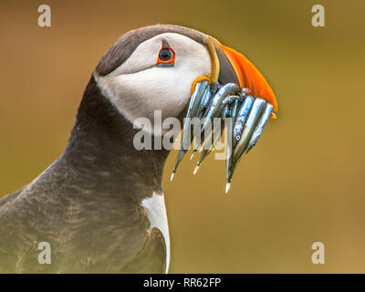 Portrait Macareux moine (Fratercula arctica) avec beek plein de lançon sur sa façon de terrier de nidification dans la colonie de reproduction Banque D'Images