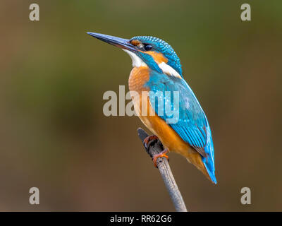 Kingfisher (Alcedo atthis européenne) perché sur un bâton au-dessus de la rivière et la chasse aux poissons. Cet oiseau de taille moyenne Sparrow a la queue courte typique, lar Banque D'Images