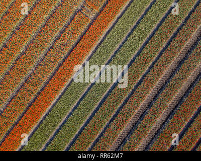 Champ de tulipes à partir de ci-dessus. Vue aérienne de champs de bulbes de printemps, situé près de Beilen, province de Drenthe, Pays-Bas Banque D'Images