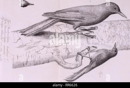 . Abhandlungen der physikalischen Klasse der Akademie der Wissenschaften. Königlich-Preussischen . *. Veuillez noter que ces images sont extraites de la page numérisée des images qui peuvent avoir été retouchées numériquement pour plus de lisibilité - coloration et l'aspect de ces illustrations ne peut pas parfaitement ressembler à l'œuvre originale.. Königlich Preussische Akademie der Wissenschaften zu Berlin. Berlin : Realschul-Buchhandlung Banque D'Images