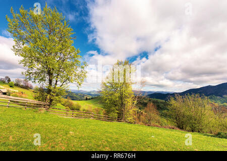 D'arbres sur le domaine rural dans les montagnes. clôture en bois le long de la colline herbeuse. une campagne magnifique paysage de printemps. merveilleux temps ensoleillé wi Banque D'Images