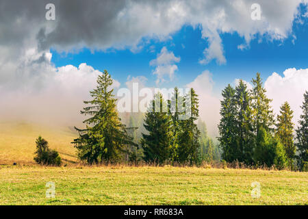 La forêt de conifères sur la colline derrière le sapin. brouillard pré avec herbe altérée. Beau temps d'automne ensoleillé avec ciel nuageux Banque D'Images