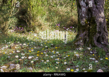 Abondance de fleurs sauvages en forêt, Mirista, Péninsule de Luštica, Bouches de Kotor, Monténégro Banque D'Images
