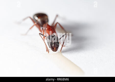 L'alimentation des fourmis charpentières noir Banque D'Images