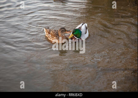 Paire de Canards colverts dans le Printemps. La lecture d'un jeu d'accouplement des canards. Banque D'Images