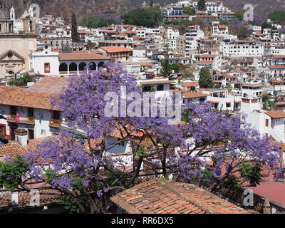 TAXCO, Mexique Amérique du Nord de Mars 2018 : Focus sur le terrain à cityscape paysages de ville mexicaine historique avec jacaranda tree dans des sunn Banque D'Images