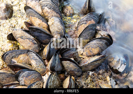 Aux vagues de la mer moules sauvages on rock Banque D'Images