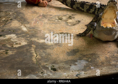 Crocodile Wrestling Show pour les Thaïlandais et les voyageurs à la recherche d'éléphants à Samphran foriegner au sol et ferme des crocodiles le 17 juillet 2018 à Nakhon Pha Banque D'Images