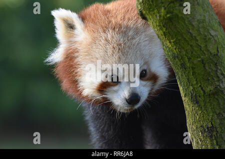 Le panda rouge dans un arbre, Close Up Banque D'Images