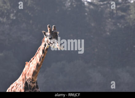 Girafe africaine portrait de la tête et du cou avec de l'espace pour copier / texte Banque D'Images