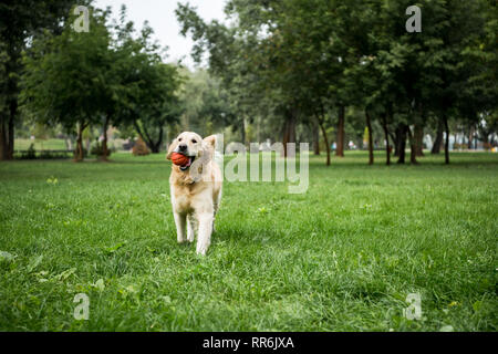 Golden retriever chien jouant avec une balle de caoutchouc dans la région de park Banque D'Images