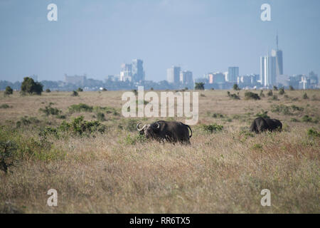 Buffle (Syncerus caffer) dans le Parc National de Nairobi, avec le centre-ville de Nairobi dans l'arrière-plan Banque D'Images