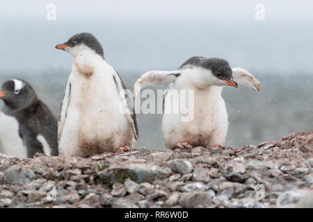 Gentoo pingouin, deux jeunes poussins standing on beach in Antarctica Banque D'Images
