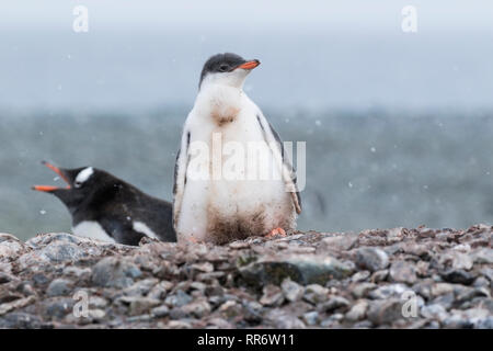 Gentoo pingouin seul jeune poussin standing on beach, l'Antarctique Banque D'Images