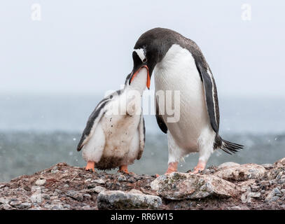 Gentoo pingouin hot chick alimentation en Antarctique Banque D'Images