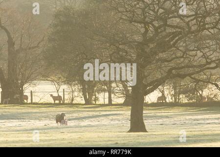 Llanilar, Ceredigion, pays de Galles, Royaume-Uni 25 février 2019 Royaume-uni météo : ensoleillé lumineux matin de printemps pour les agneaux dans Llanilar, Ceredigion, pays de Galles. Crédit : Ian Jones/Alamy Live News Banque D'Images