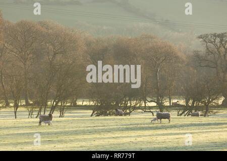 Llanilar, Ceredigion, pays de Galles, Royaume-Uni 25 février 2019 Royaume-uni météo : ensoleillé lumineux matin de printemps pour les agneaux dans Llanilar, Ceredigion, pays de Galles. Crédit : Ian Jones/Alamy Live News Banque D'Images