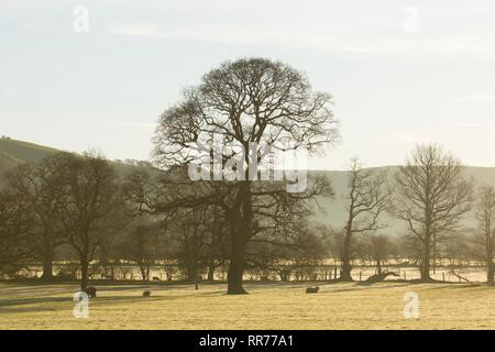 Llanilar, Ceredigion, pays de Galles, Royaume-Uni 25 février 2019 Royaume-uni météo : ensoleillé lumineux matin de printemps pour les agneaux dans Llanilar, Ceredigion, pays de Galles. Crédit : Ian Jones/Alamy Live News Banque D'Images