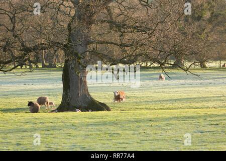 Llanilar, Ceredigion, pays de Galles, Royaume-Uni 25 février 2019 Royaume-uni météo : ensoleillé lumineux matin de printemps pour les agneaux dans Llanilar, Ceredigion, pays de Galles. Crédit : Ian Jones/Alamy Live News Banque D'Images