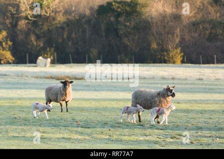 Llanilar, Ceredigion, pays de Galles, Royaume-Uni 25 février 2019 Royaume-uni météo : ensoleillé lumineux matin de printemps pour les agneaux dans Llanilar, Ceredigion, pays de Galles. Crédit : Ian Jones/Alamy Live News Banque D'Images