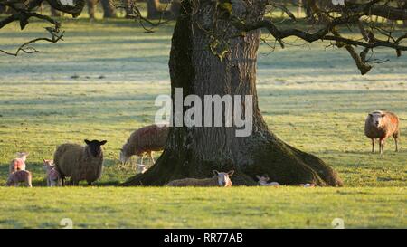 Llanilar, Ceredigion, pays de Galles, Royaume-Uni 25 février 2019 Royaume-uni météo : ensoleillé lumineux matin de printemps pour les agneaux dans Llanilar, Ceredigion, pays de Galles. Crédit : Ian Jones/Alamy Live News Banque D'Images