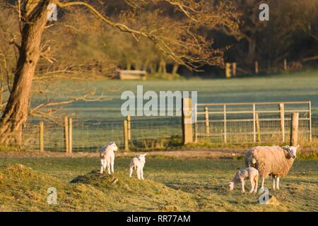 Llanilar, Ceredigion, pays de Galles, Royaume-Uni 25 février 2019 Royaume-uni météo : ensoleillé lumineux matin de printemps pour les agneaux dans Llanilar, Ceredigion, pays de Galles. Crédit : Ian Jones/Alamy Live News Banque D'Images