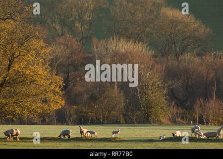 Llanilar, Ceredigion, pays de Galles, Royaume-Uni 25 février 2019 Royaume-uni météo : ensoleillé lumineux matin de printemps pour les agneaux dans Llanilar, Ceredigion, pays de Galles. Crédit : Ian Jones/Alamy Live News Banque D'Images