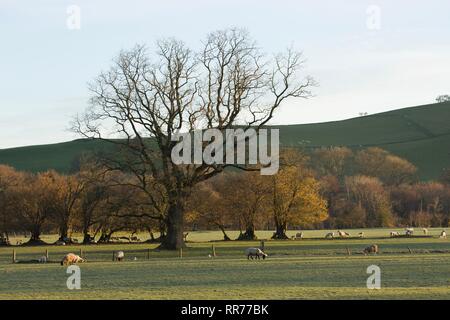 Llanilar, Ceredigion, pays de Galles, Royaume-Uni 25 février 2019 Royaume-uni météo : ensoleillé lumineux matin de printemps pour les agneaux dans Llanilar, Ceredigion, pays de Galles. Crédit : Ian Jones/Alamy Live News Banque D'Images