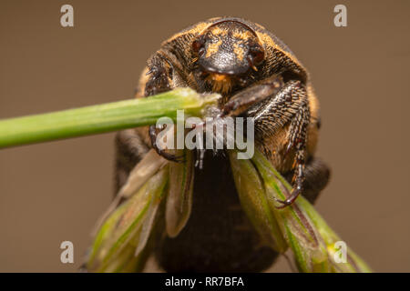 Portrait gros plan d'une couleur claire variait tapis Anthrenus verbasci accroché fermement sur une plante verte Banque D'Images