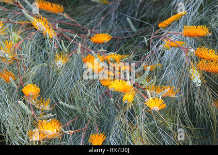 Belle Australie grevillea miel de fleurs d'abricot jaune gem Banque D'Images