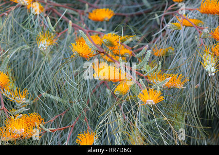 Belle Australie grevillea miel de fleurs d'abricot jaune gem Banque D'Images