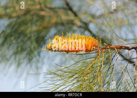 Belle Australie grevillea miel de fleurs d'abricot jaune gem Banque D'Images