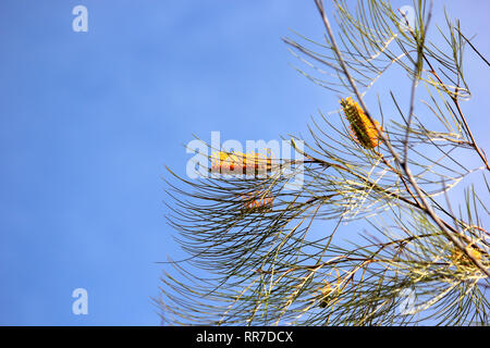 Belle Australie grevillea miel de fleurs d'abricot jaune gem Banque D'Images