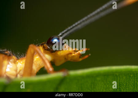 Tipule tipula orange assis sur une feuille verte/plant, Close up shot avec de grands yeux, bouche et hérissés d'antennes dans l'accent Banque D'Images