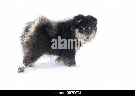 Un chiot Finnish Lapphund bénéficiant d'une promenade sur la neige en hiver Banque D'Images