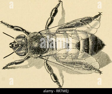 . L'ABC et XYZ de l'apiculture ; une culture de cyclopedia tout ce qui concerne à la garde de l'abeille de miel ; les abeilles, ruches, miel, met en œuvre, miel-plants, etc. ... Les abeilles. Tr o. Veuillez noter que ces images sont extraites de la page numérisée des images qui peuvent avoir été retouchées numériquement pour plus de lisibilité - coloration et l'aspect de ces illustrations ne peut pas parfaitement ressembler à l'œuvre originale.. Racine, A. I. (Amos Ives), 1839-1923 ; RACINE, E. R. (Ernest Rob), 1862-1953. Medina, l'Ohio, l'A. I. Société Root Banque D'Images