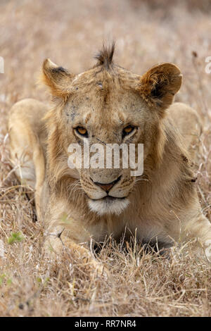Close up of lion dans le Masai Mara, Kenya, Afrique Banque D'Images
