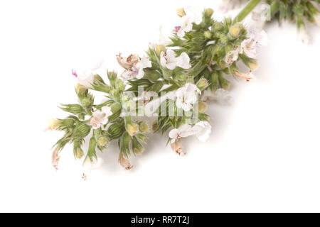 Branche en fleurs de mélisse isolé sur fond blanc Banque D'Images