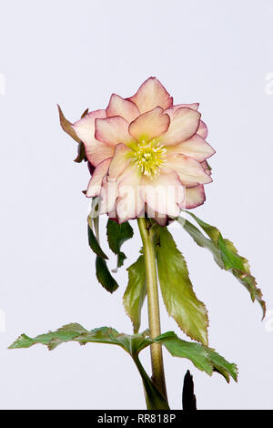 Helleborus hybridus Sun Flare en fleur Banque D'Images