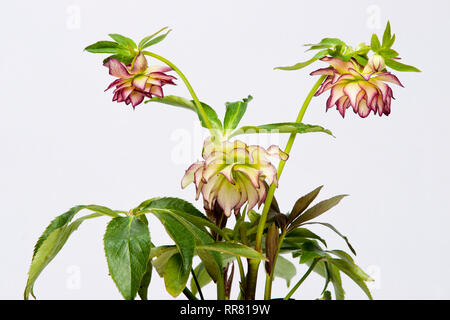 Helleborus hybridus Sun Flare en fleur Banque D'Images