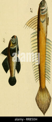 . Figure und Beschreibung der Fische. Pêches. . Veuillez noter que ces images sont extraites de la page numérisée des images qui peuvent avoir été retouchées numériquement pour plus de lisibilité - coloration et l'aspect de ces illustrations ne peut pas parfaitement ressembler à l'œuvre originale.. Heppe, Johann Christoph. Nürnberg, Samuel Winterschmidt Banque D'Images