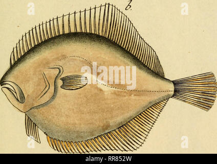 . Figure und Beschreibung der Fische. Pêches. . Veuillez noter que ces images sont extraites de la page numérisée des images qui peuvent avoir été retouchées numériquement pour plus de lisibilité - coloration et l'aspect de ces illustrations ne peut pas parfaitement ressembler à l'œuvre originale.. Heppe, Johann Christoph. Nürnberg, Samuel Winterschmidt Banque D'Images