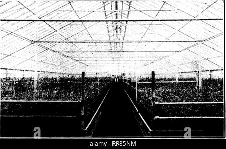 . Les fleuristes [microforme] examen. La floriculture. Le Rorists 176^ OCTOBKB d'examen 26. 1922 cXjng LES SERRES. Apportez vos émissions de problèmes pour nous si vous avez un ou plusieurs maisons ; vous vous souvenez quand vous étiez choisir votre premier ce qu'un joyeux moment que vous avez eu à obtenir exactement ce que vous voulez au prix que vous voulez payer. Un producteur a dit, "ne pas construire votre serre sauf si vous avez de telles et telles." Un autre a dit, " je ne voudrais pas le construire à moins qu'il en est ainsi et ainsi." Conseils voler autour de tous les côtés jusqu'à ce que vous ne savez pas où vous étiez. Chaque producteur a certaines con- ditions d'une serre doit Banque D'Images