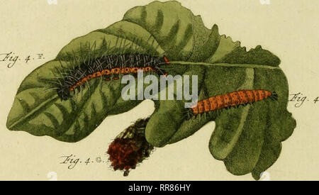 . Annexe van het werk, De uitlandsche kapellen : voorkomende dans de drie deelen-waereld l'Asie, l'Afrique en Amérique latine, la porte den heere Pieter Cramer .... Lepidoptera ; Lepidoptera. ^.x.. Veuillez noter que ces images sont extraites de la page numérisée des images qui peuvent avoir été retouchées numériquement pour plus de lisibilité - coloration et l'aspect de ces illustrations ne peut pas parfaitement ressembler à l'œuvre originale.. Stoll, Caspar, Cramer, Pieter, d. 1780. Uitlandsche kapellen, Lambertz, Gerrit Wartenaar, mauvais ; Schaus, William, 1859- , ancien propriétaire. Le DSI. Un Amsteldam : Chez Nic. E. Gravius, Libraire . .. Banque D'Images