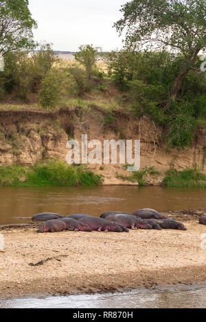 Un grand troupeau d'hippopotames sur la rive de la rivière Mara. Kenya, Afrique (Rev.2) Banque D'Images