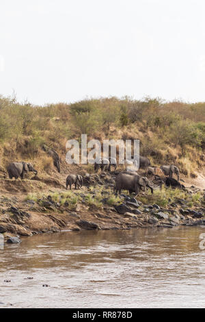 Troupeau d'éléphants après le bain. Le Masai Mara, Kenya. Afrique du Sud Banque D'Images