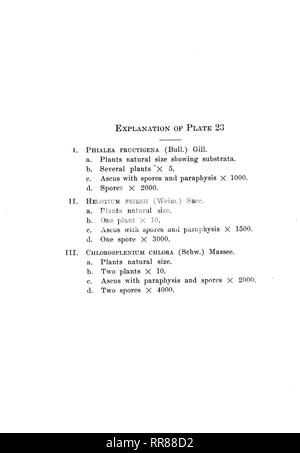 . Études en histoire naturelle. Histoire naturelle ; l'histoire naturelle. 23 de la plaque. 149. Veuillez noter que ces images sont extraites de la page numérisée des images qui peuvent avoir été retouchées numériquement pour plus de lisibilité - coloration et l'aspect de ces illustrations ne peut pas parfaitement ressembler à l'œuvre originale.. Université de l'Iowa ; State University of Iowa ; fabrication d'Amérique Projet. Iowa City, IA Banque D'Images