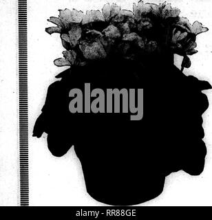 . Les fleuristes [microforme] examen. La floriculture. 18 Les fleuristes'OCTOBBB Examen 19. 1922 piltlUlllllllttllHIUWIllllHlttllllllHHIIIHMtttlllllllllllllllllllllilllllllllllllllllllllllllU^ ISEASONABLE en pot de fleurs, automne hiver, 1922 ^e. pour votre Thanksgivt^Flcn ering Plantes. CYCLAMEN. Veuillez noter que ces images sont extraites de la page numérisée des images qui peuvent avoir été retouchées numériquement pour plus de lisibilité - coloration et l'aspect de ces illustrations ne peut pas parfaitement ressembler à l'œuvre originale.. Chicago : les fleuristes Pub. Co Banque D'Images